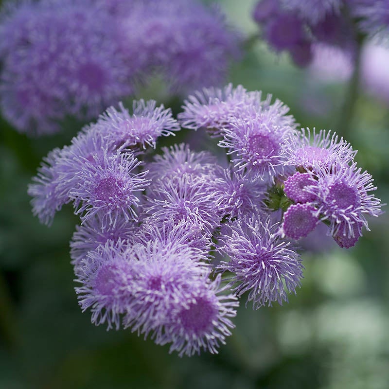 Ageratum - Blue Horizon