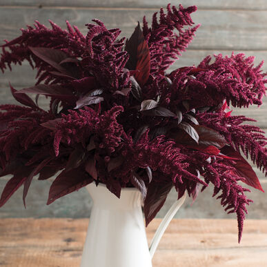 Amaranthus 