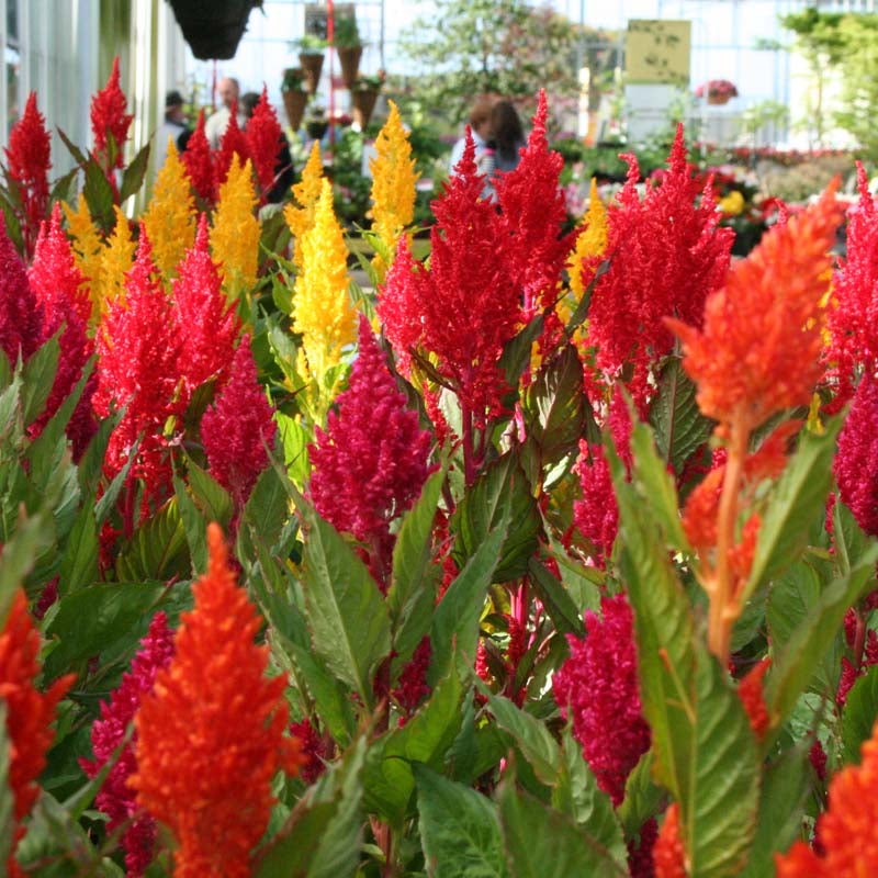 Celosia - Century Mix