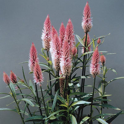 Celosia - Flamingo Feather