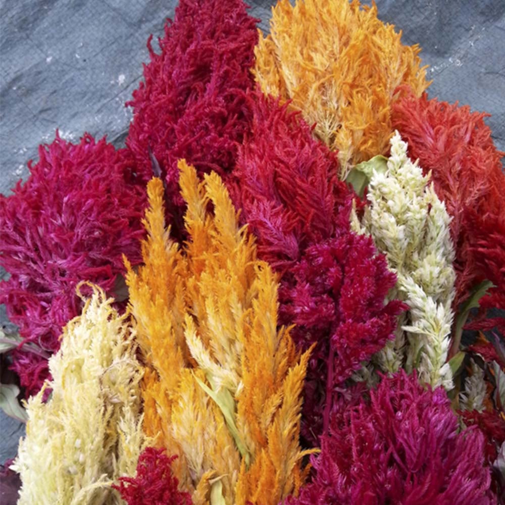 Celosia - Pampas Plume