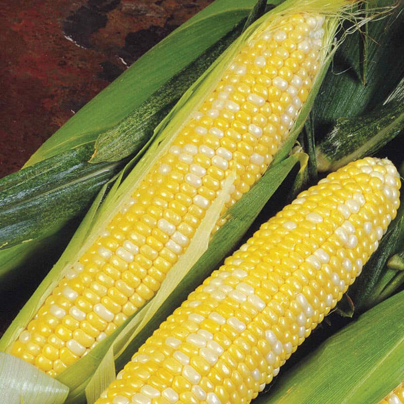 Corn - Sweet Delectable