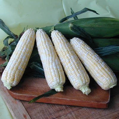 Corn - Sweet Luscious