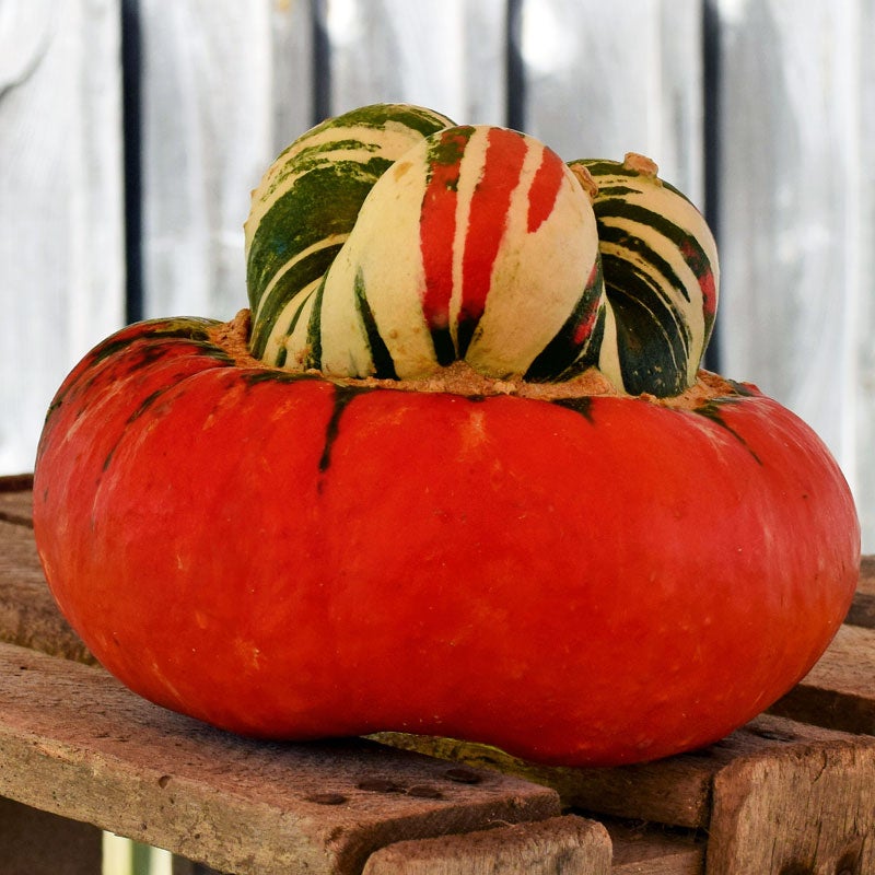 Gourd - Turks Turban Seed