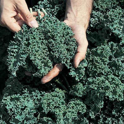 Kale Vates