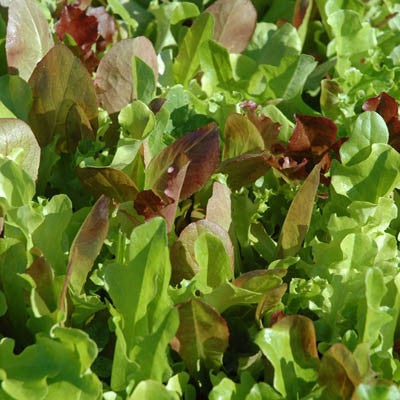 Lettuce - Harris Blend