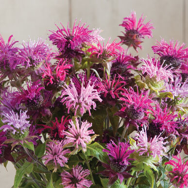 Bee Balm