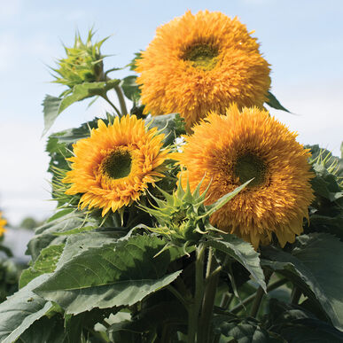 Sunflower - Goldy Double (Johnnys)