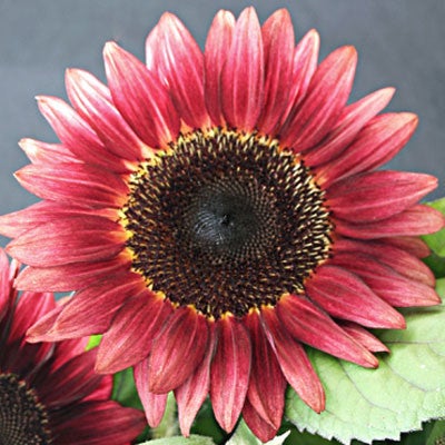 Sunflower - Pro Cut Red