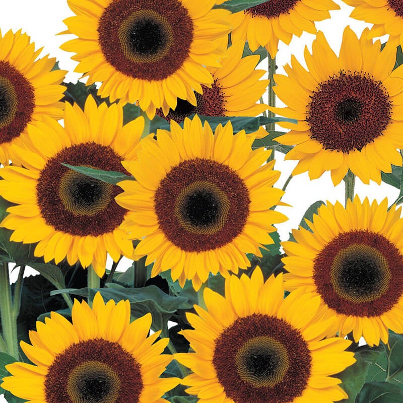 Sunflower - Sunbright F1