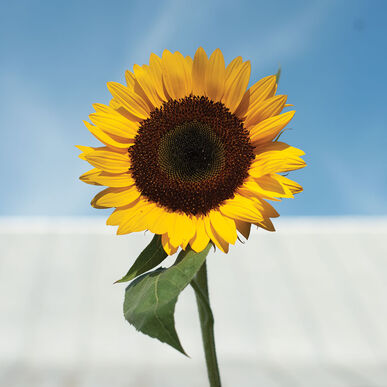 Sunflower - Pro Cut Orange