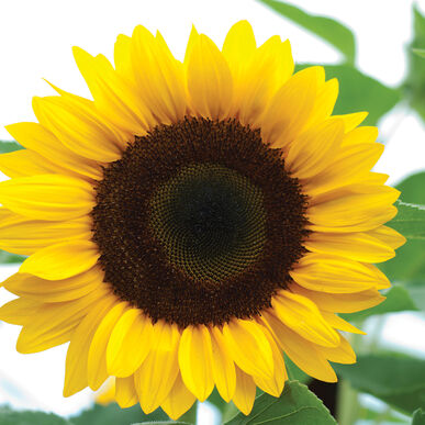 Sunflower - Sunrich Orange