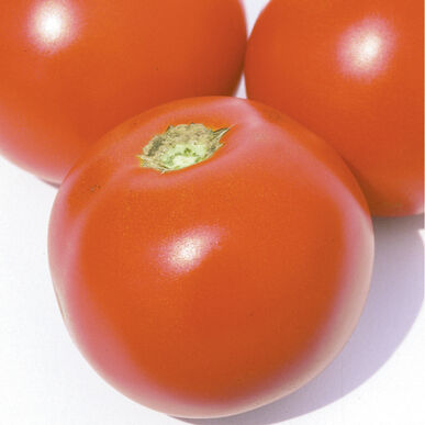 Tomato - Estiva