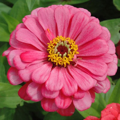 Zinnia - Benarys Giant Carmine Rose