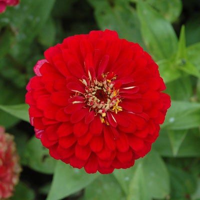 Zinnia - Benarys Giant Bright Pink