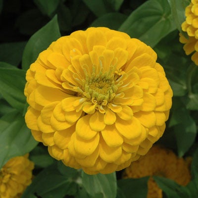 Zinnia - Benarys Giant Golden Yellow