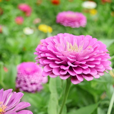 Zinnia - Benarys Giant Lilac