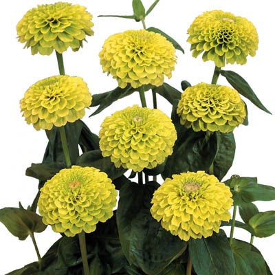 Zinnia - Benarys Giant Lime