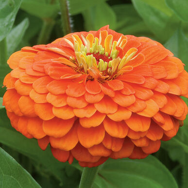 Zinnia - Benarys Giant Orange