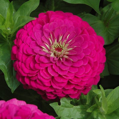 Zinnia - Benarys Giant Purple