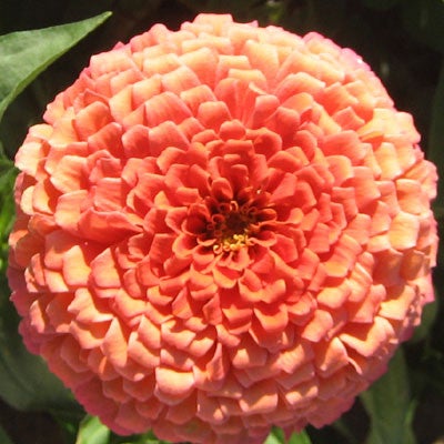 Zinnia - Benarys Giant Salmon Rose